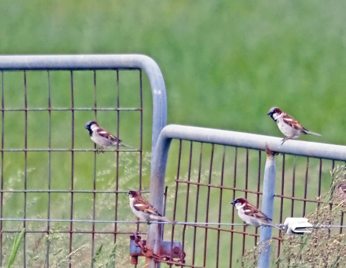 House Sparrow - ML645914148