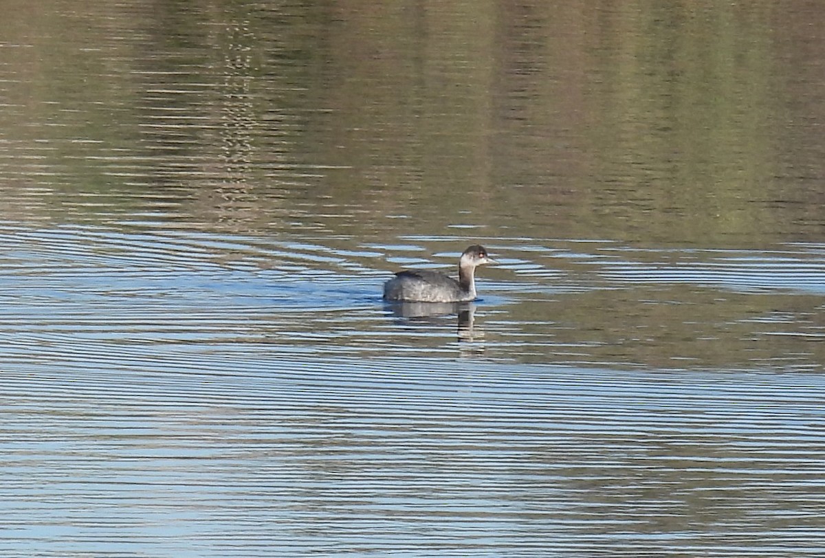 Eared Grebe - ML645914150