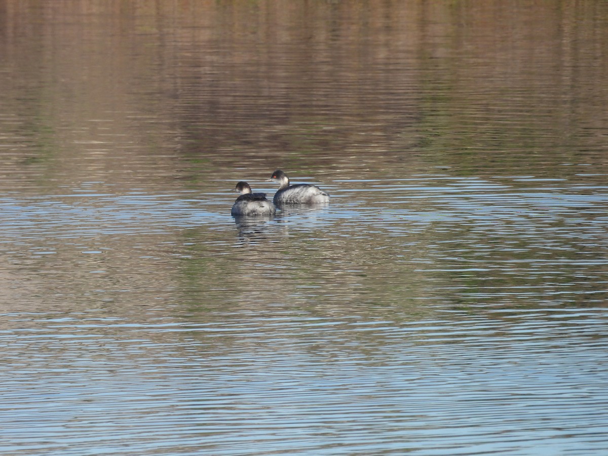 Eared Grebe - ML645914151