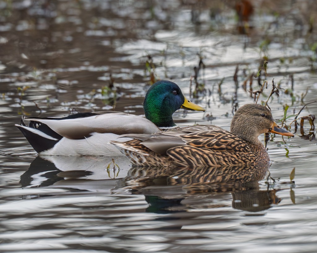 Mallard - ML645914174