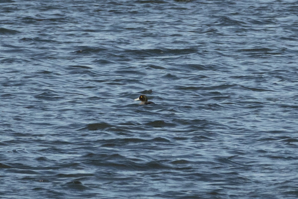 スズガモ - ML645914175