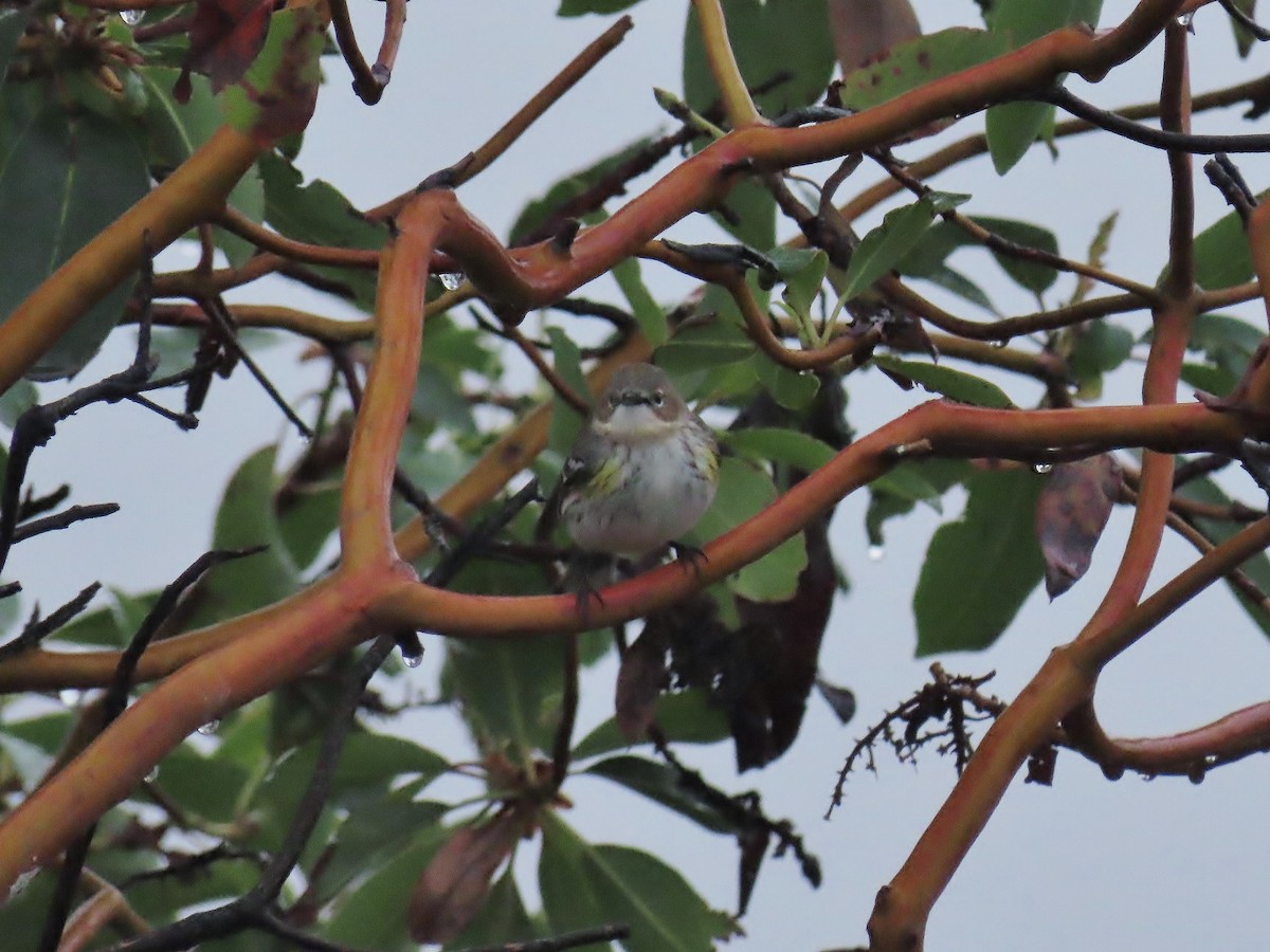 lesňáček žlutoskvrnný - ML645914177