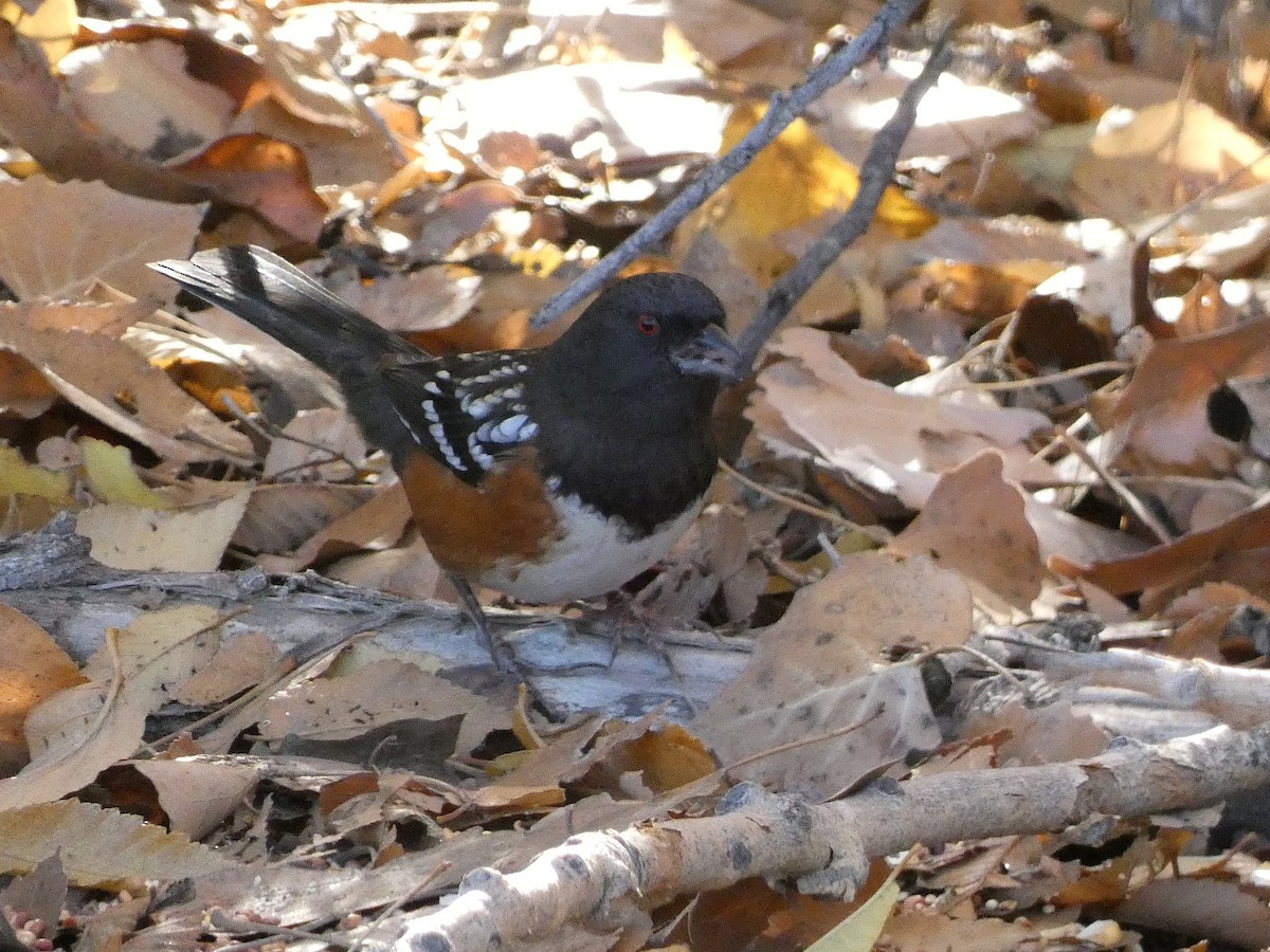 Spotted Towhee - ML645914179