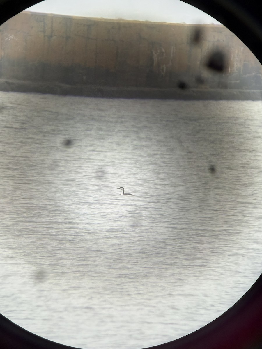 Western Grebe - ML645914181