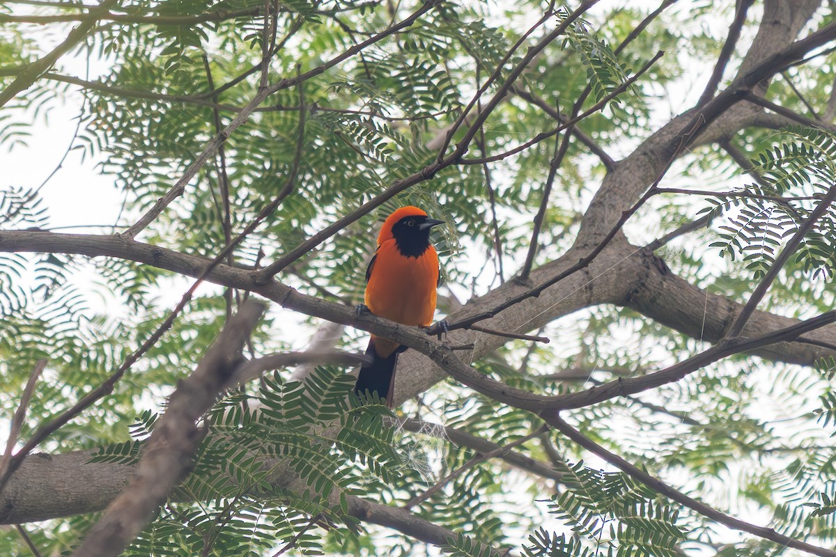 Orange-backed Troupial - ML645914183