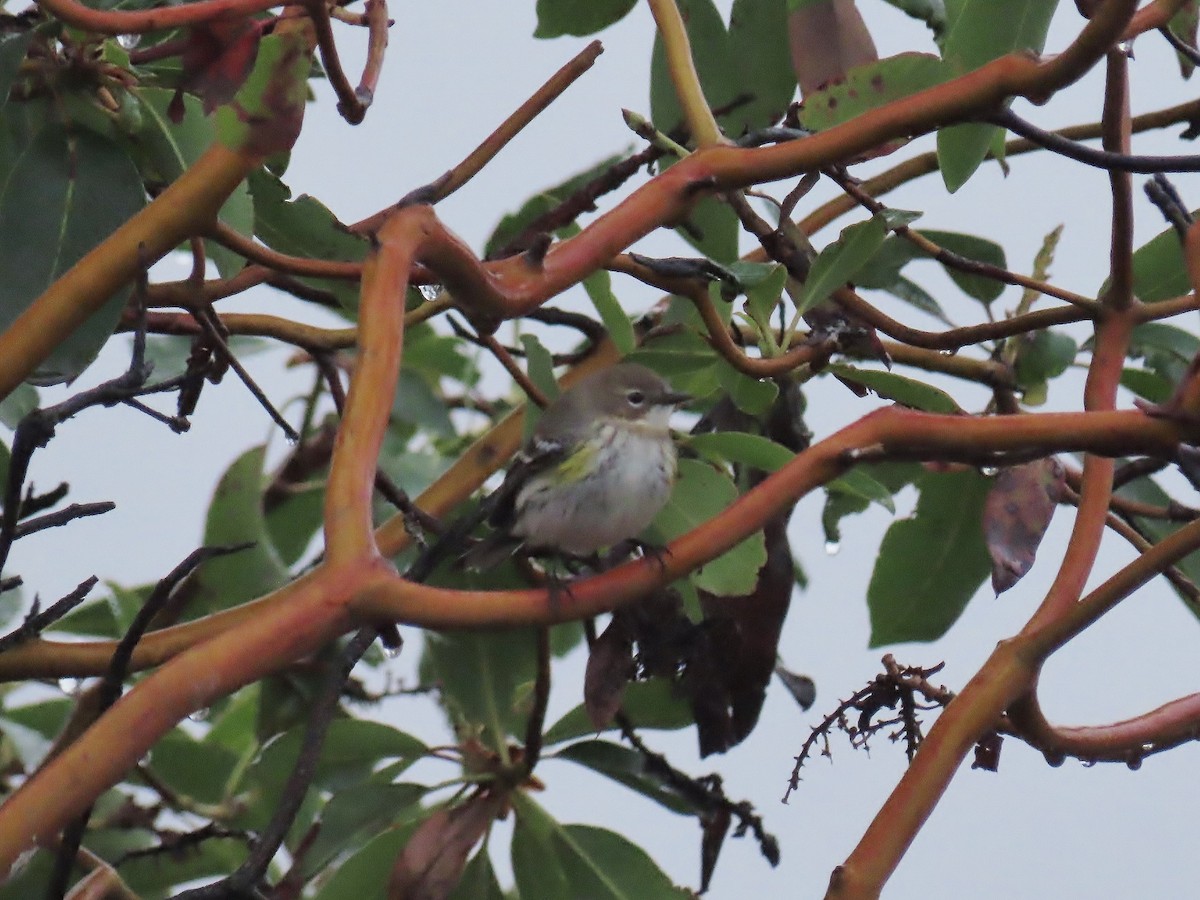 lesňáček žlutoskvrnný - ML645914187