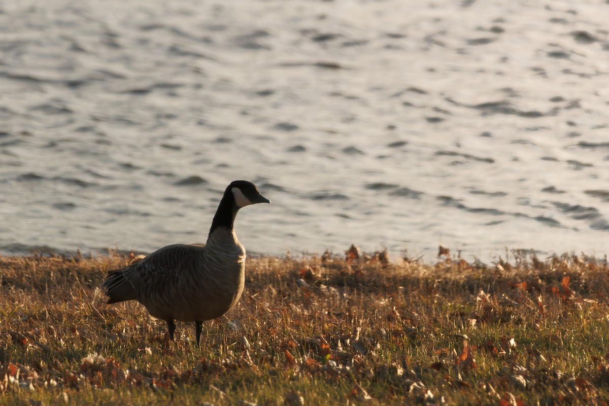 小加拿大雁 - ML645914188