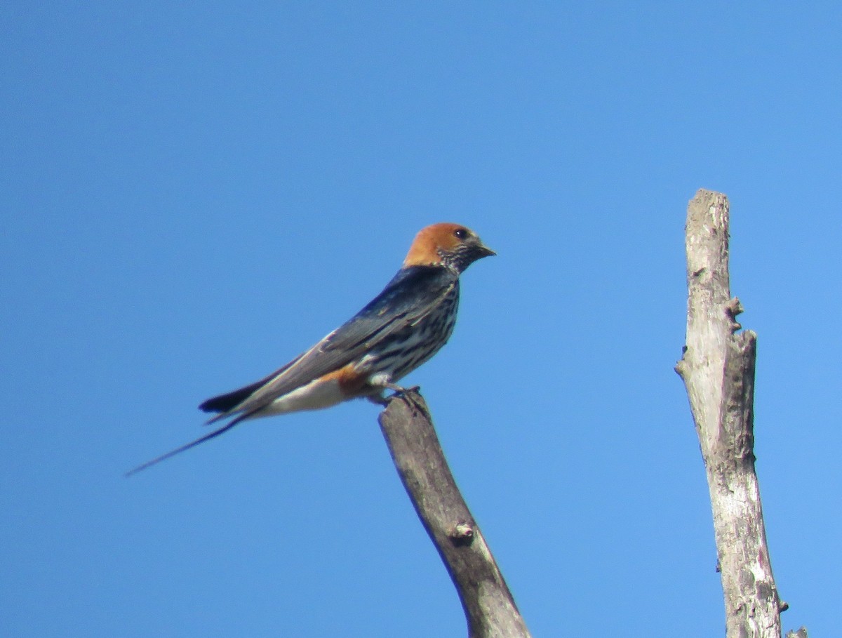 Lesser Striped Swallow - ML645914191