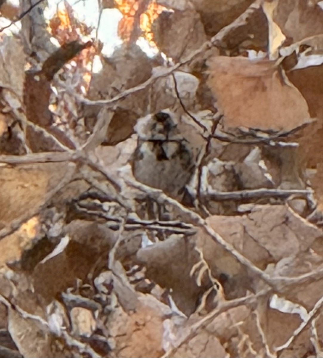 Harris's Sparrow - ML645914194