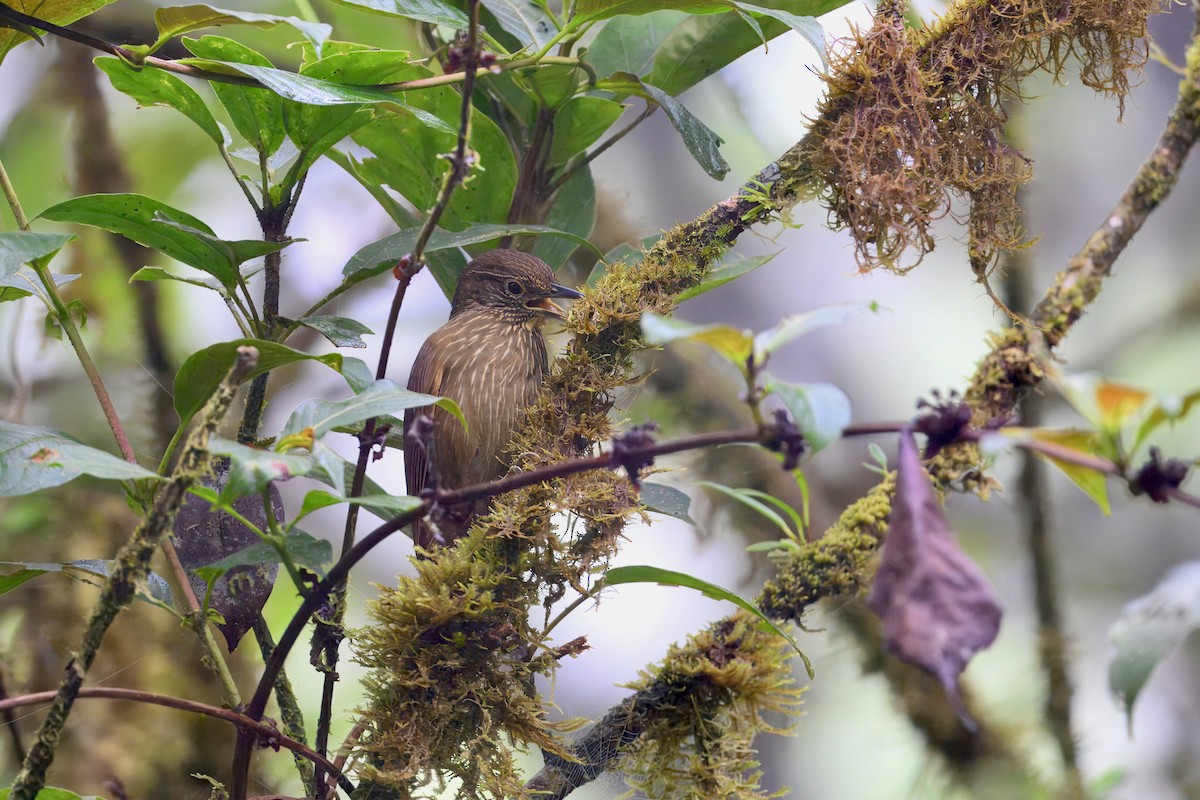 Lineated Foliage-gleaner - ML645914214
