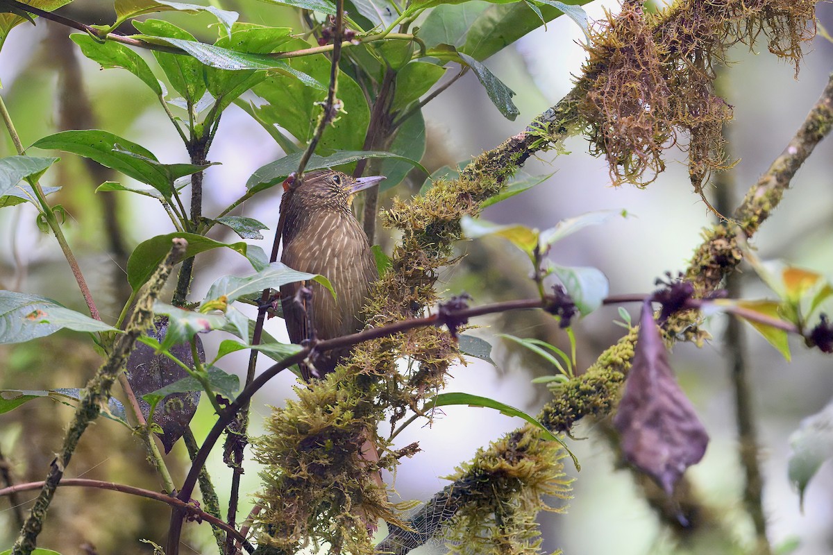 Lineated Foliage-gleaner - ML645914215