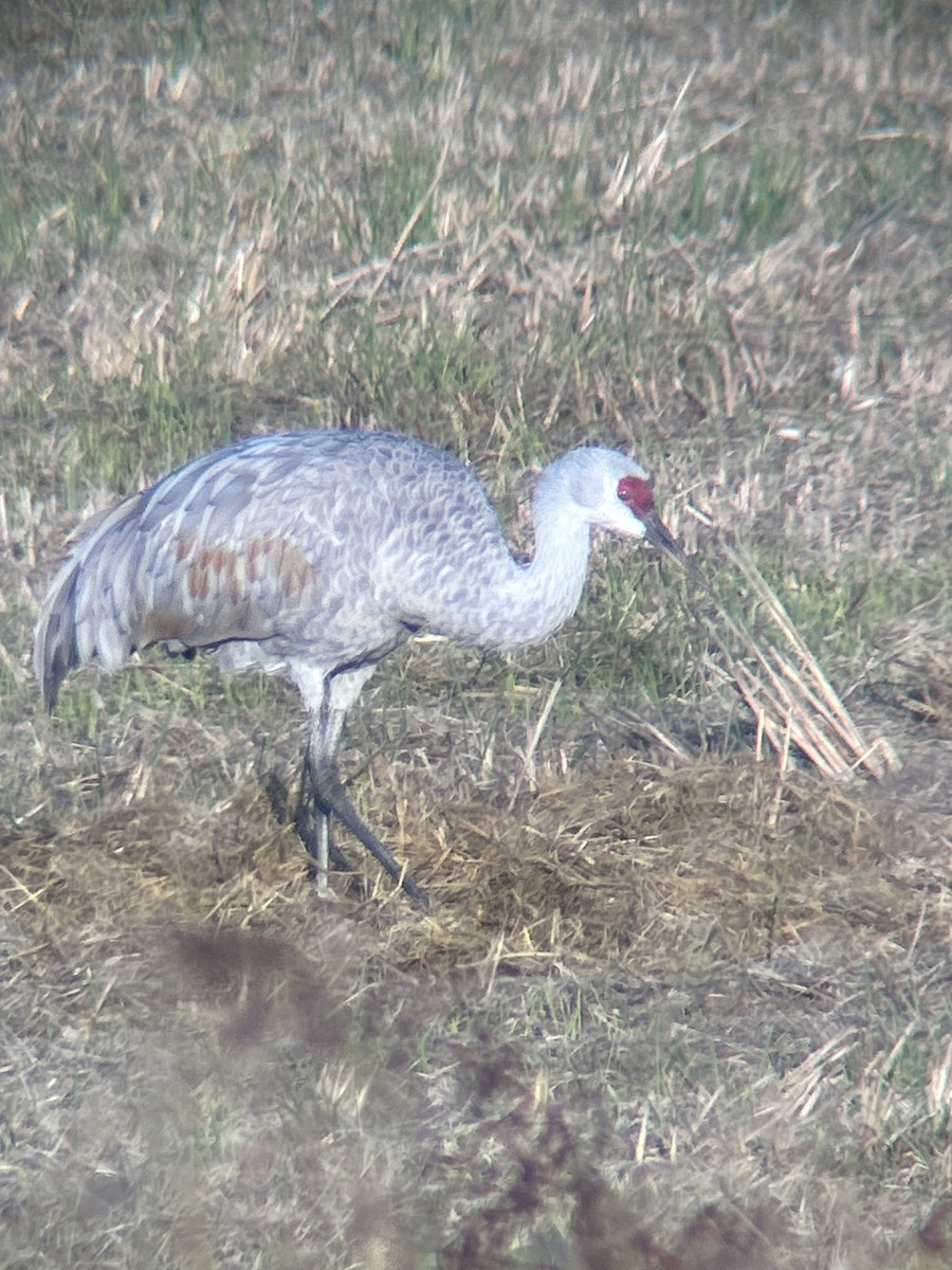 Sandhill Crane (Lesser) - ML645914217