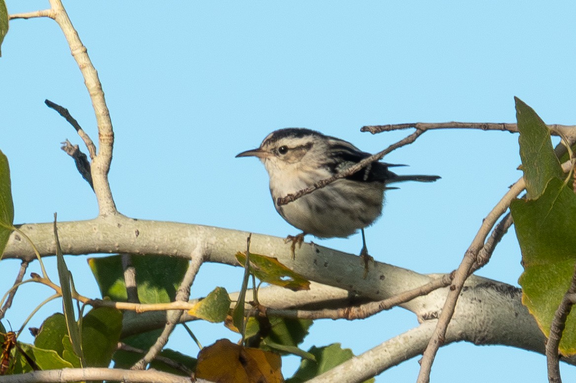 Black-and-white Warbler - ML645914218