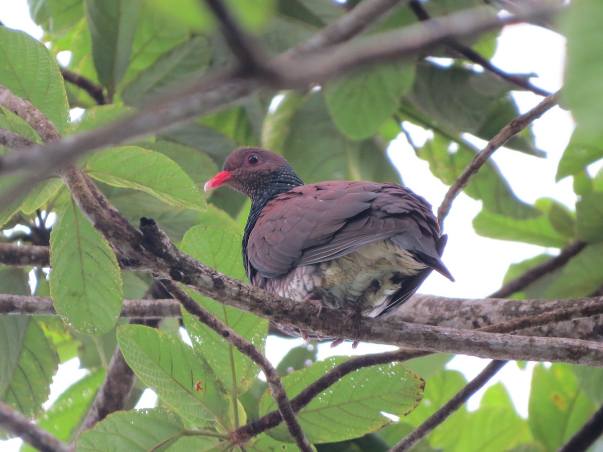 Scaled Pigeon - ML645914223