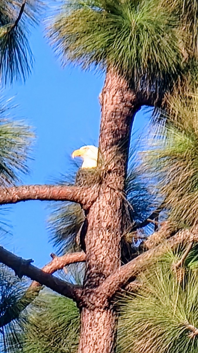 Bald Eagle - ML645914224