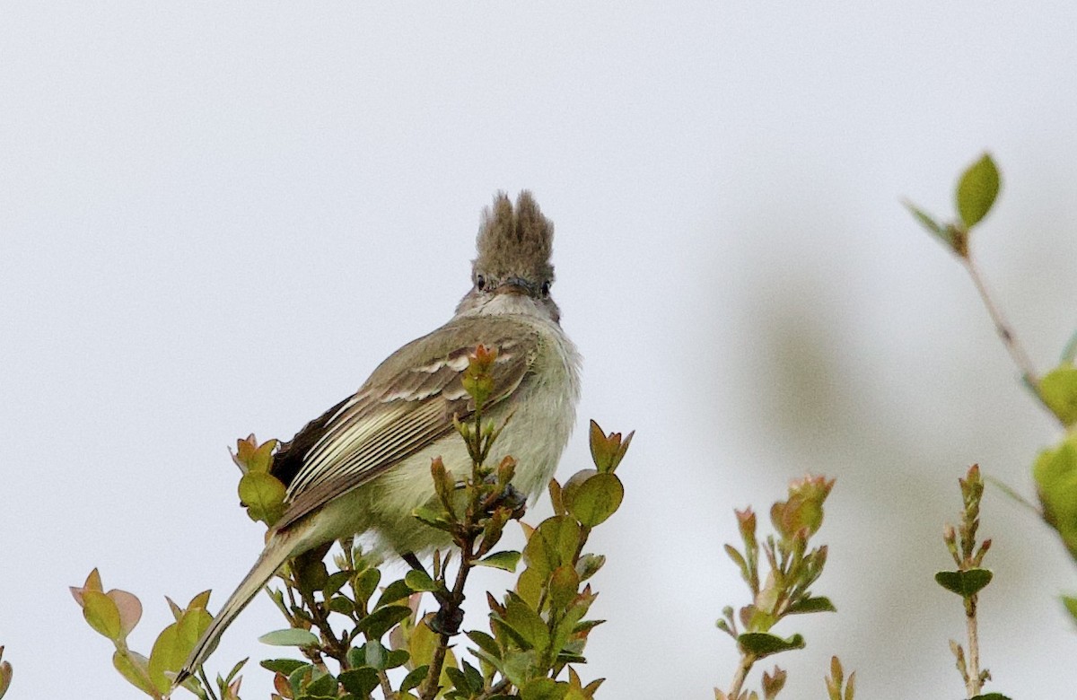 Желтобрюхая эления - ML645914232