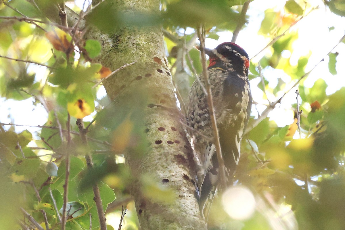 Red-naped Sapsucker - ML645914235
