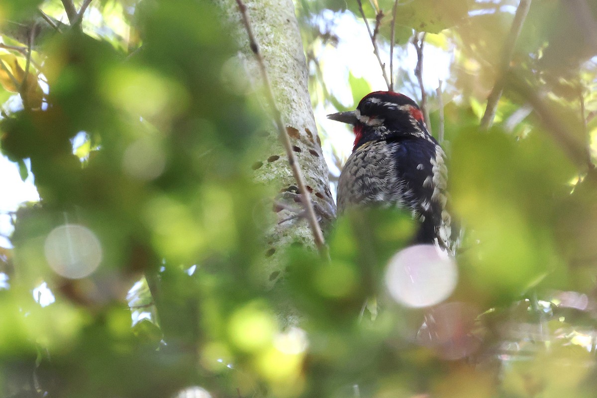 Red-naped Sapsucker - ML645914237