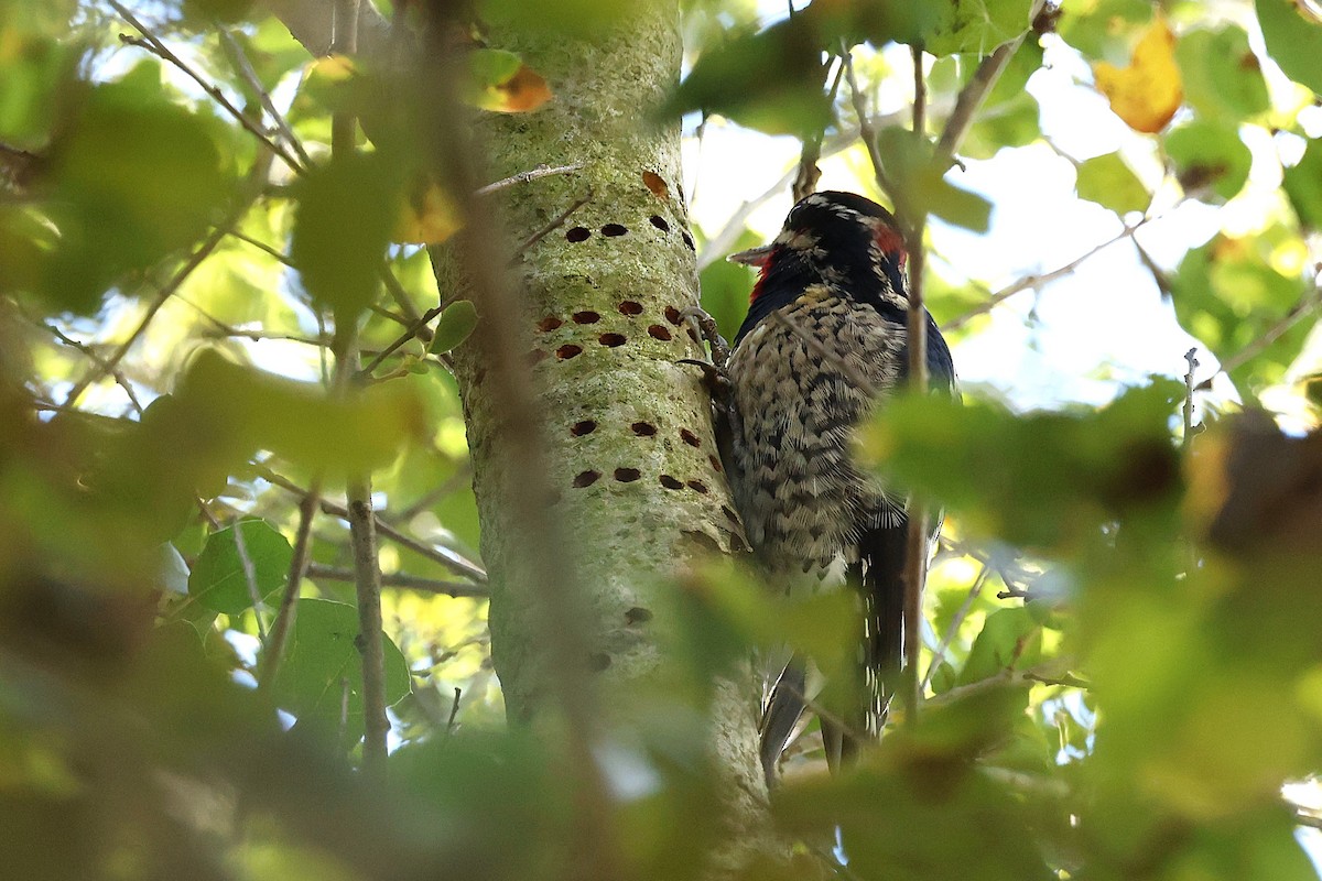 Red-naped Sapsucker - ML645914238