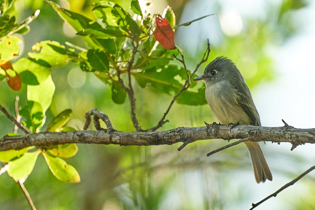 ダイアンチルヒタキモドキ - ML645914239