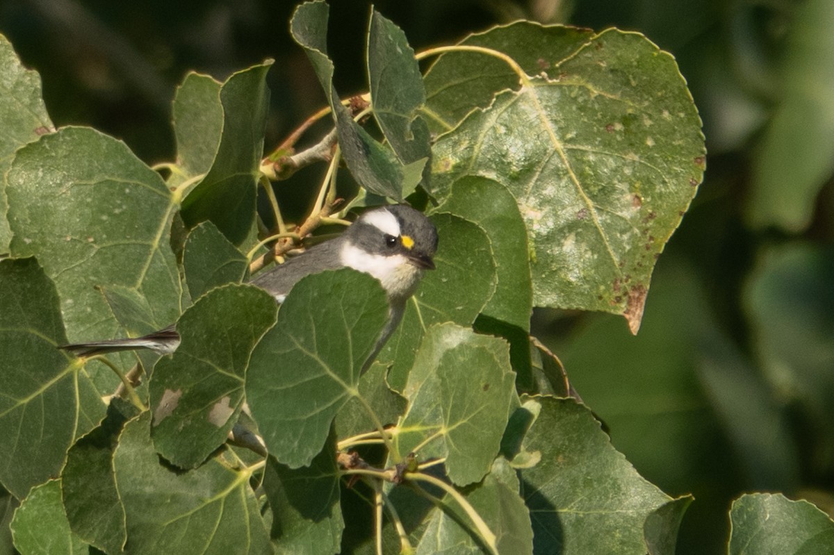 Black-throated Gray Warbler - ML645914243