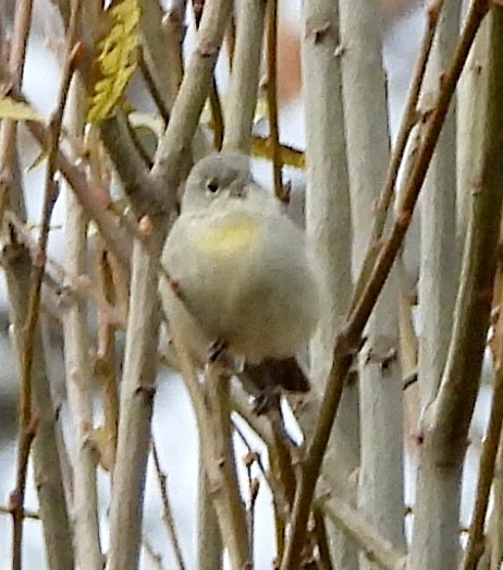 Virginia's Warbler - ML645914244
