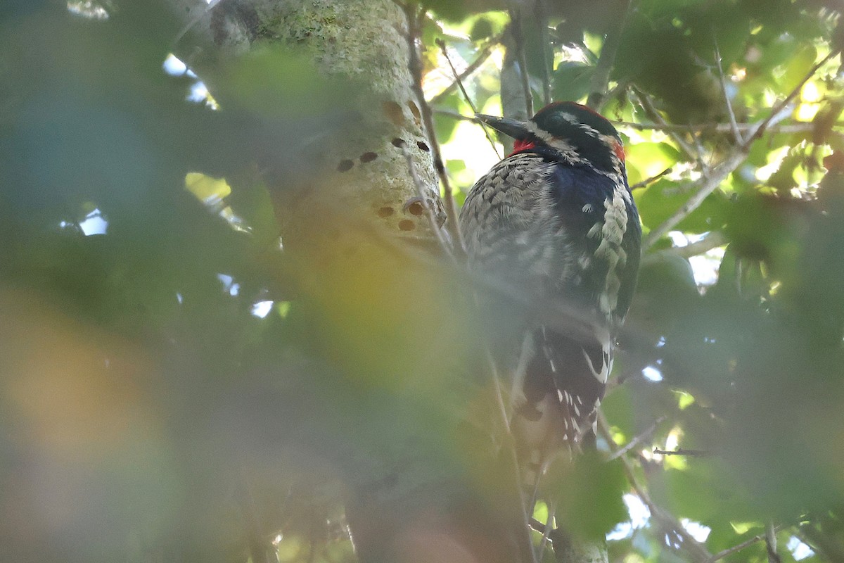 Red-naped Sapsucker - ML645914245