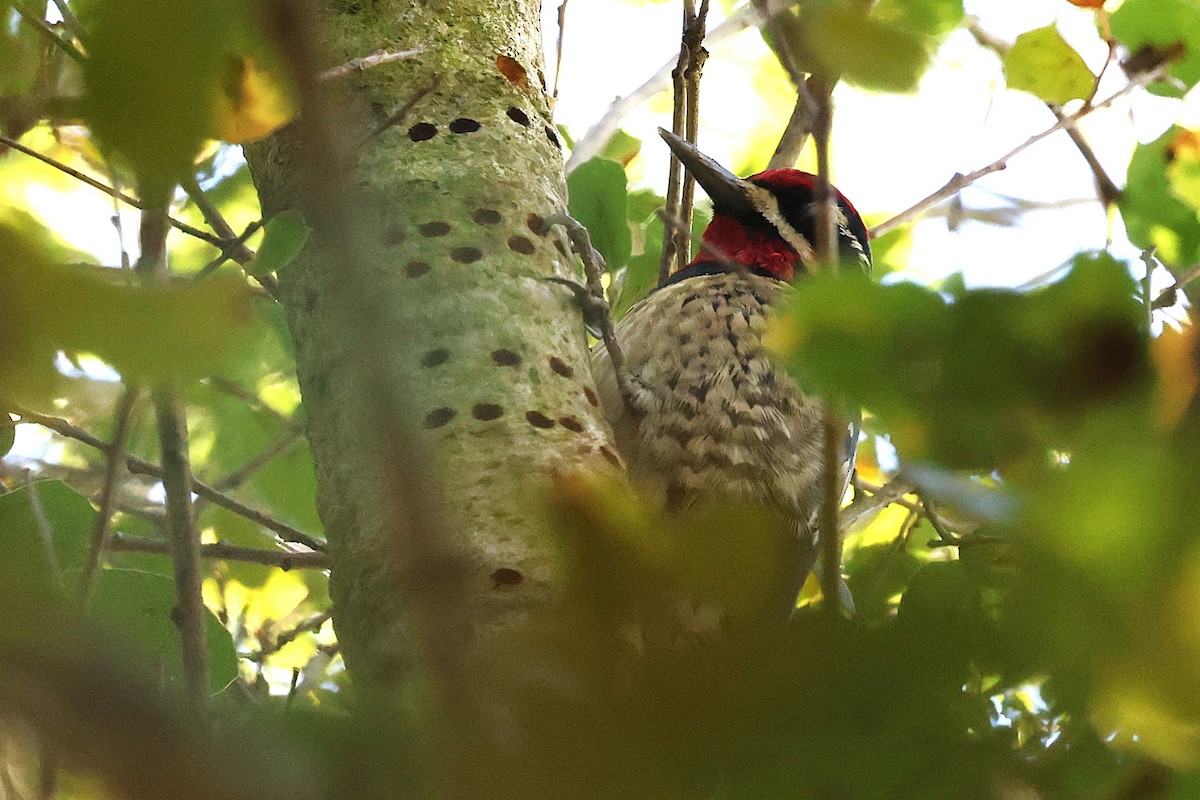 Red-naped Sapsucker - ML645914246