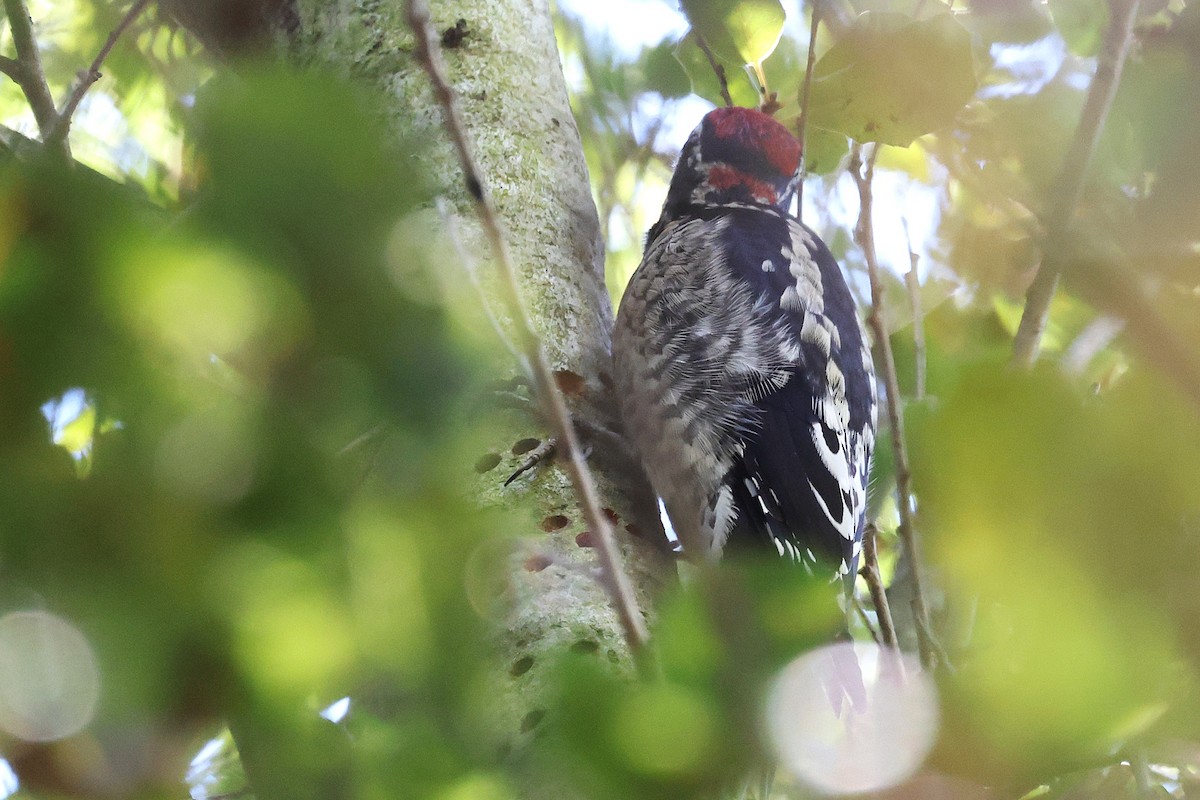 Red-naped Sapsucker - ML645914247