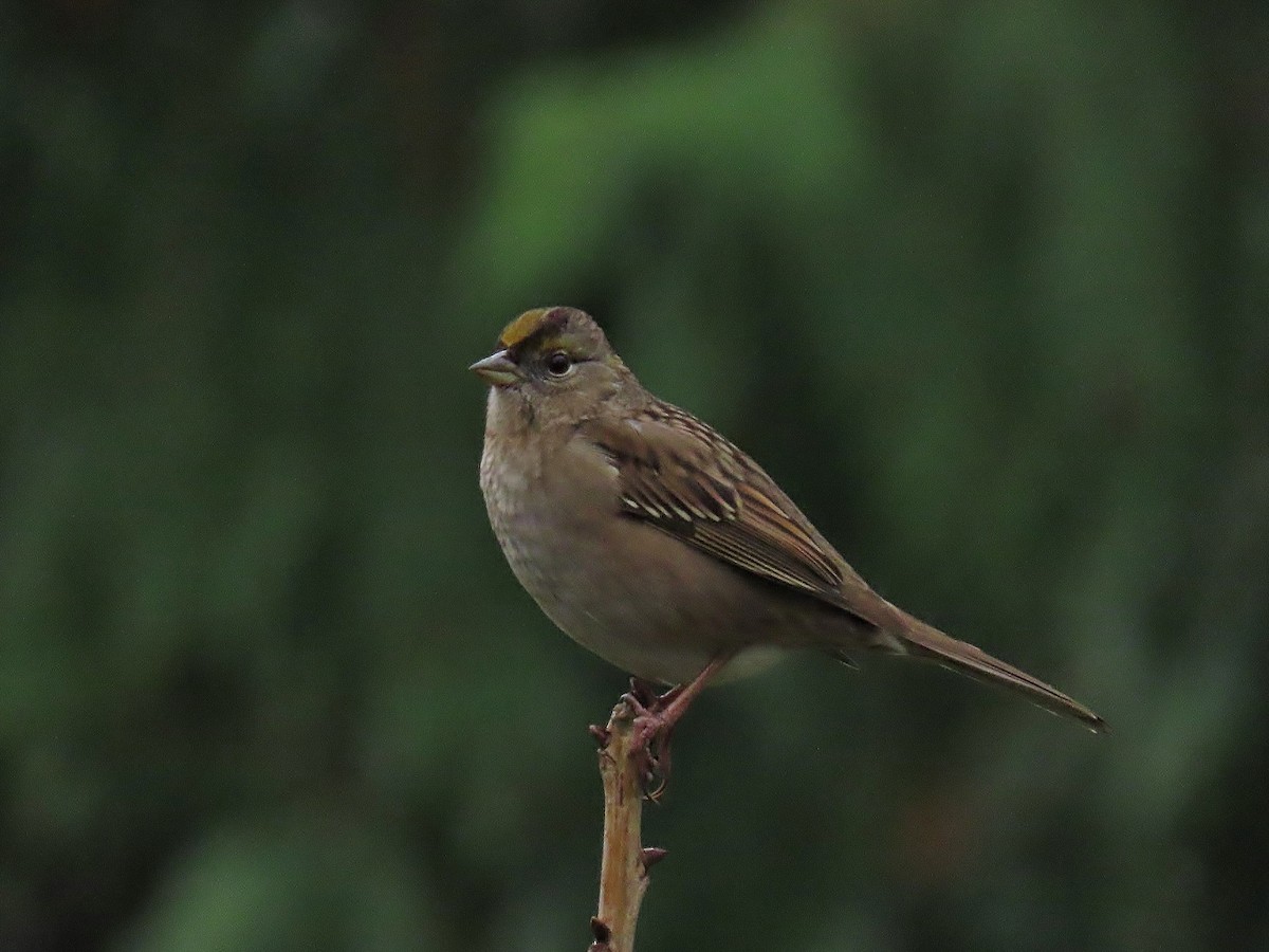 Golden-crowned Sparrow - ML645914251