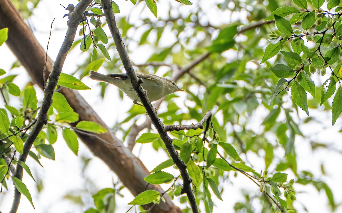 Two-barred Warbler - ML645914252