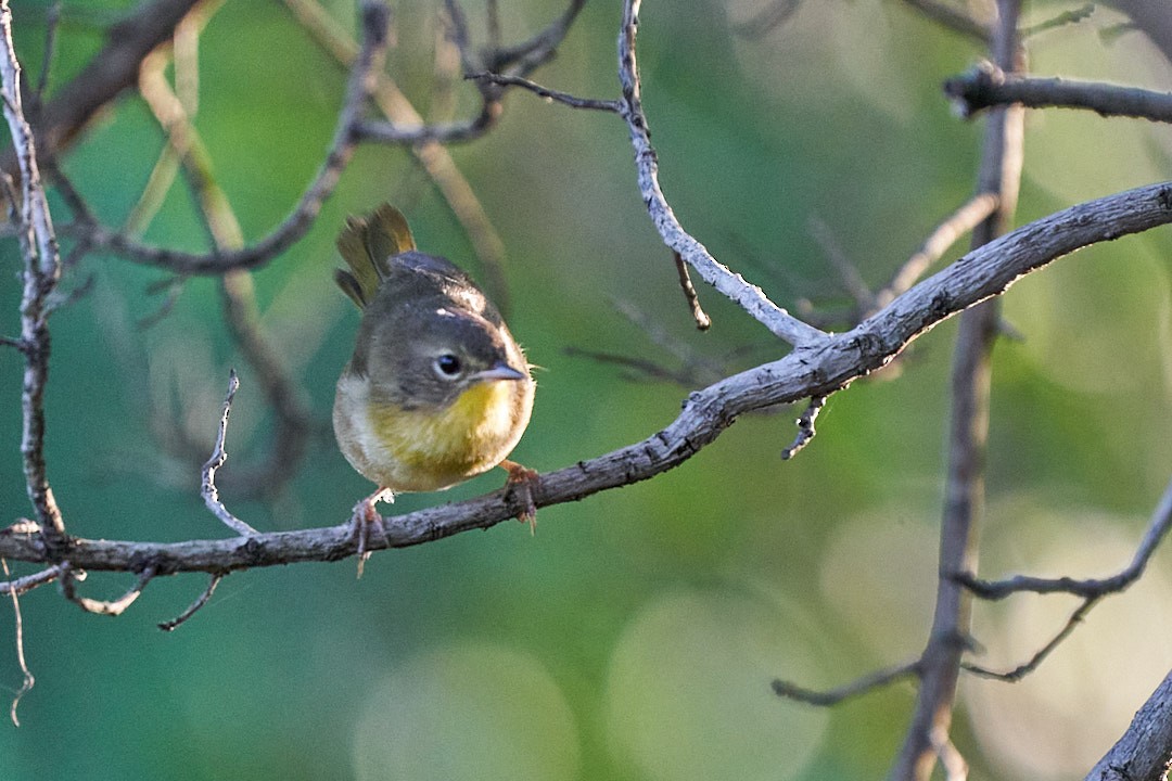 Common Yellowthroat - ML645914256