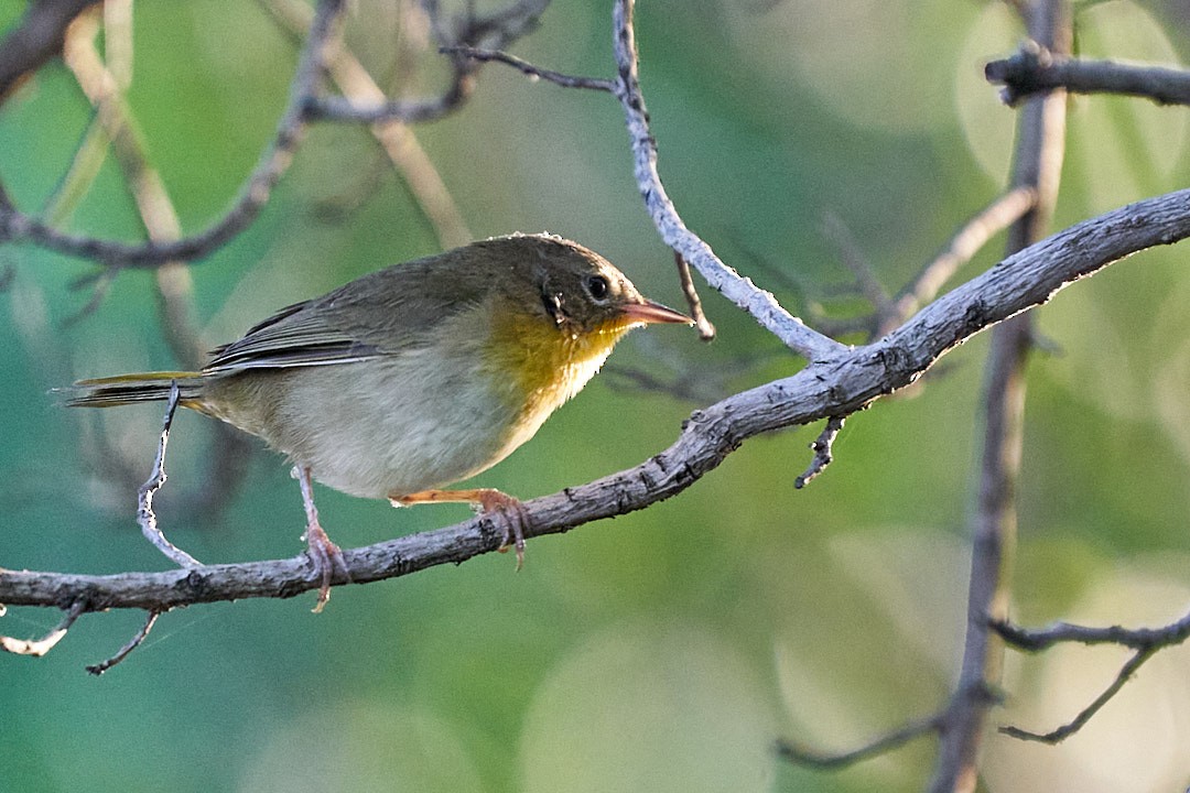 Common Yellowthroat - ML645914257