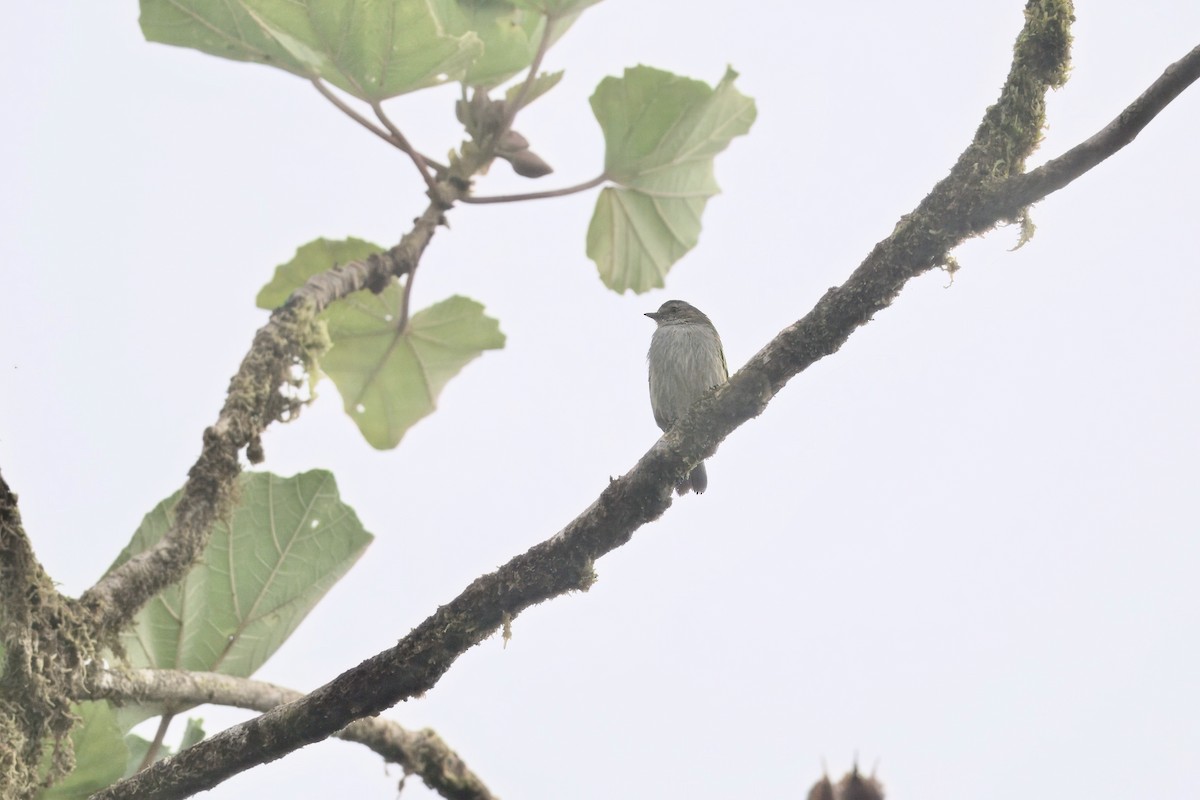 Mistletoe Tyrannulet - ML645914266