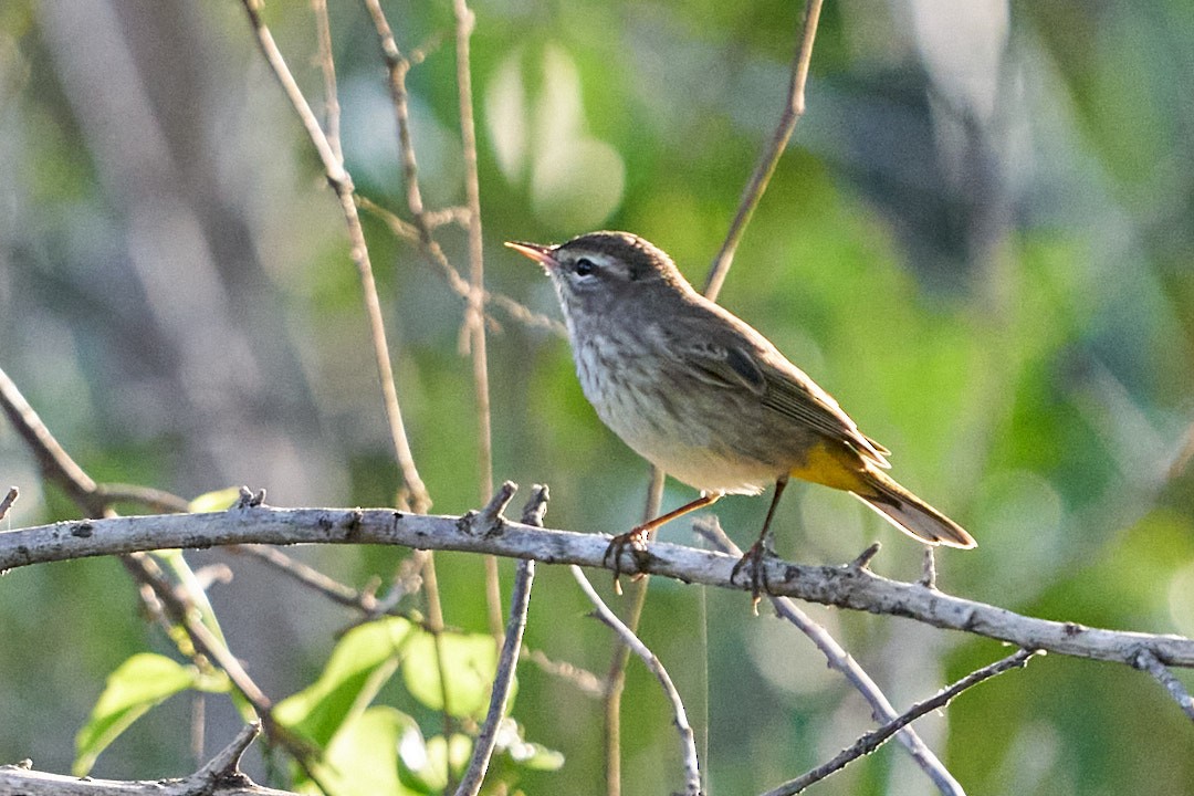 ヤシアメリカムシクイ - ML645914267