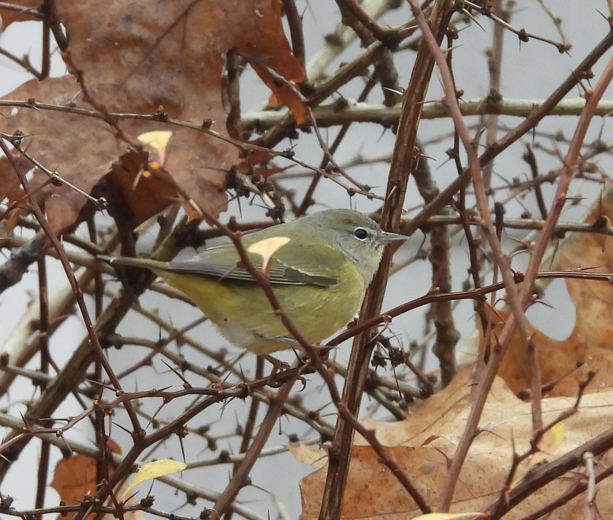 Orange-crowned Warbler (Gray-headed) - ML645914271