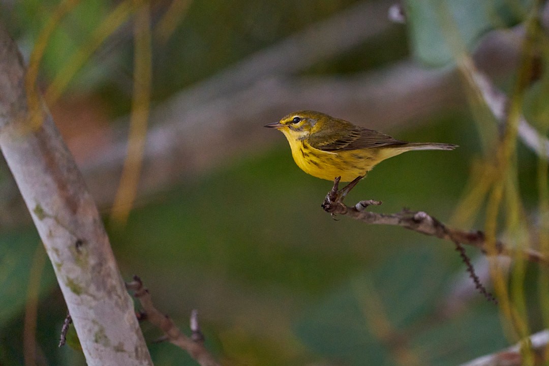 チャスジアメリカムシクイ - ML645914279