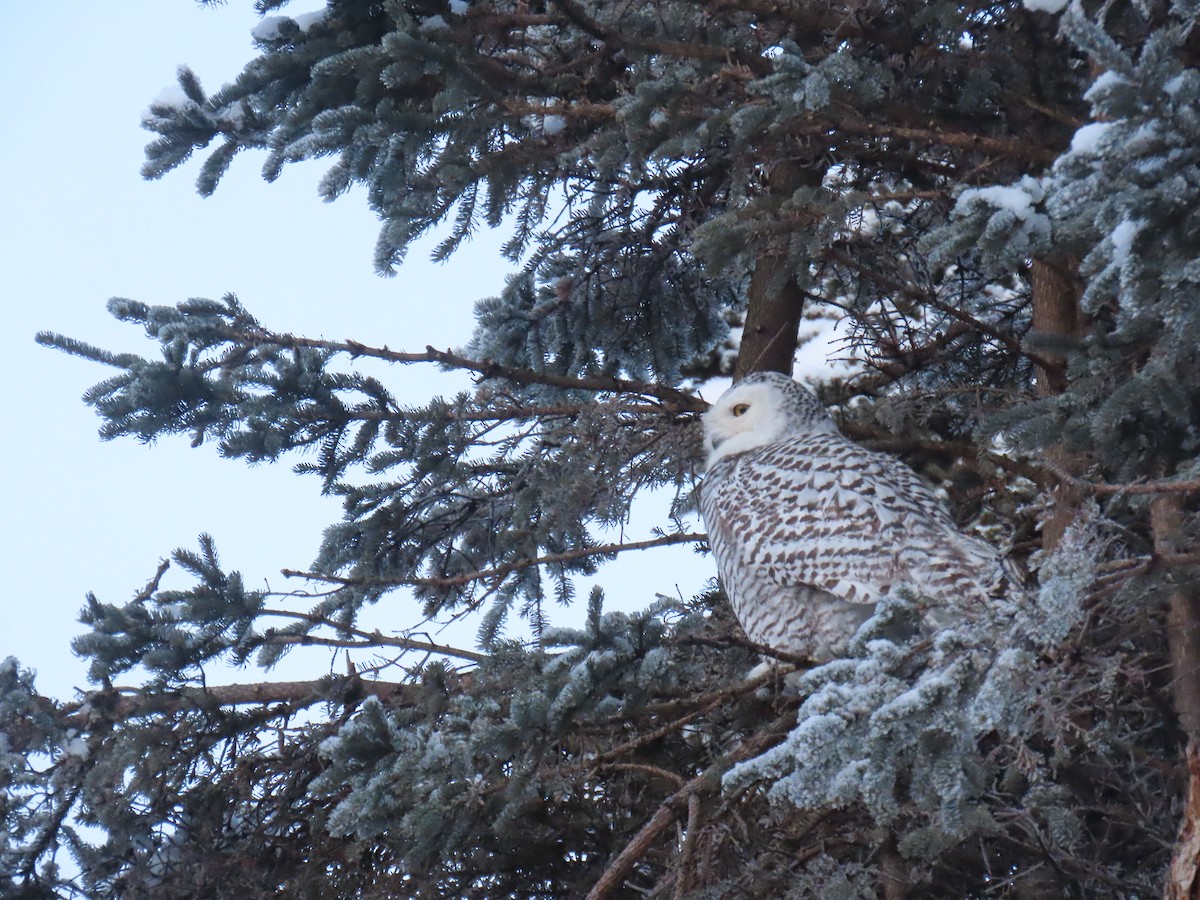 Snowy Owl - ML645914293