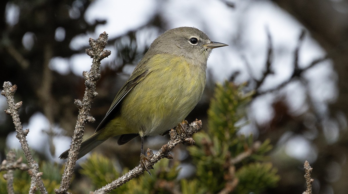 Orange-crowned Warbler - ML645914296