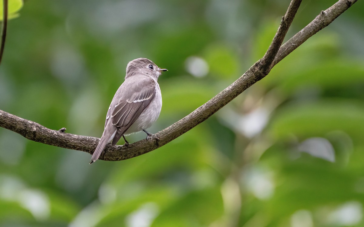 Asian Brown Flycatcher - ML645914298