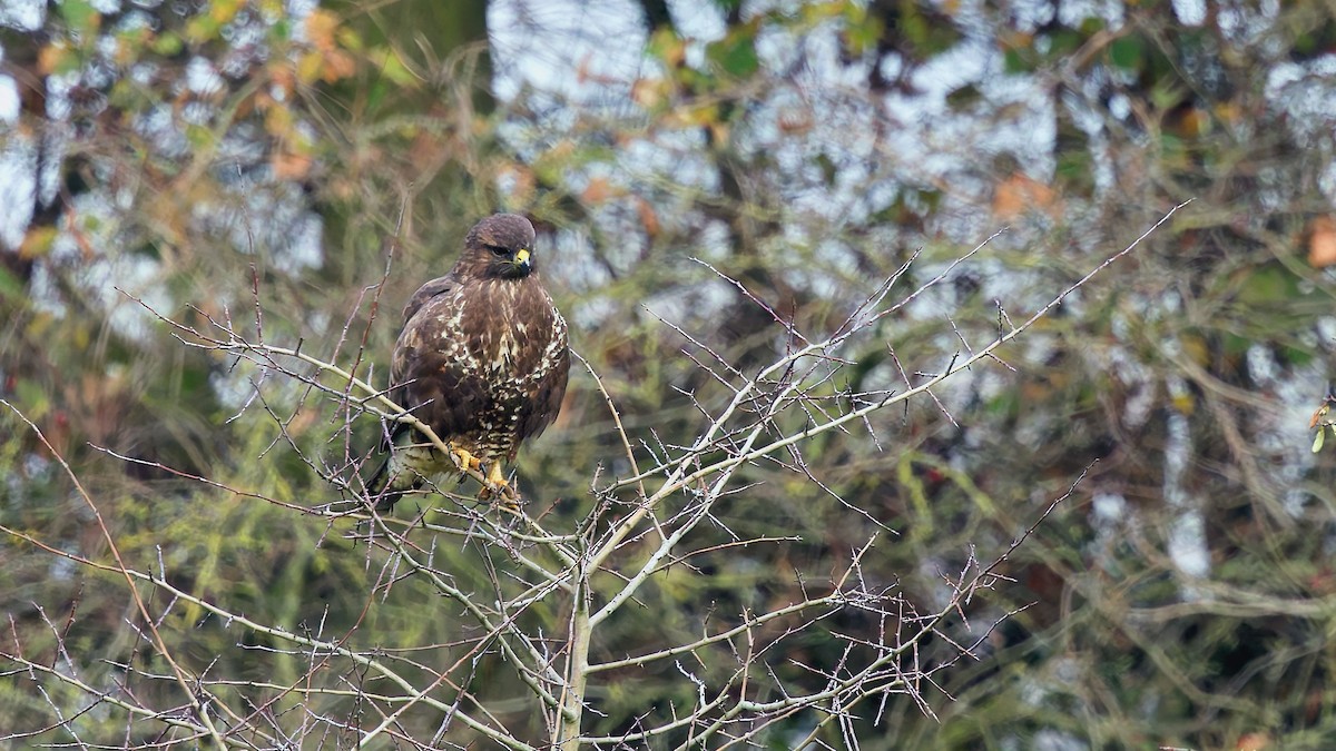 Buse variable - ML645914299