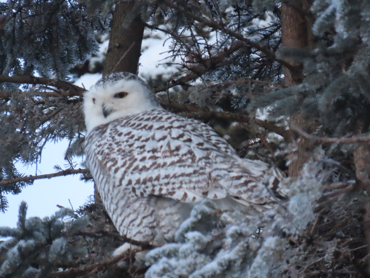 Snowy Owl - ML645914309