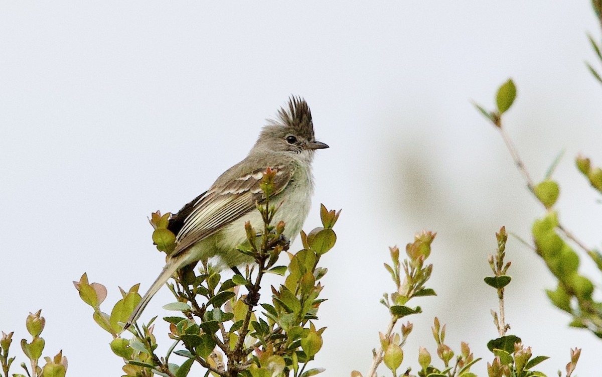 Желтобрюхая эления - ML645914313