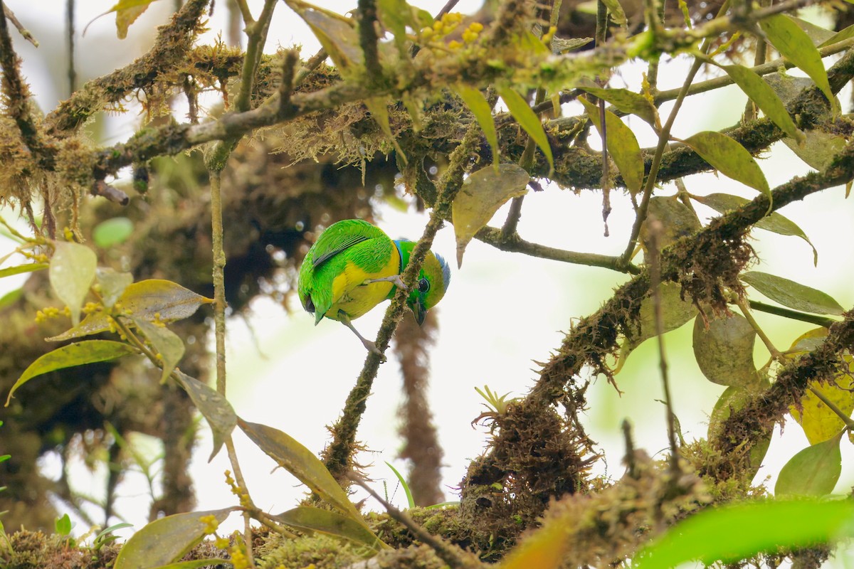 Golden-browed Chlorophonia - ML645914323