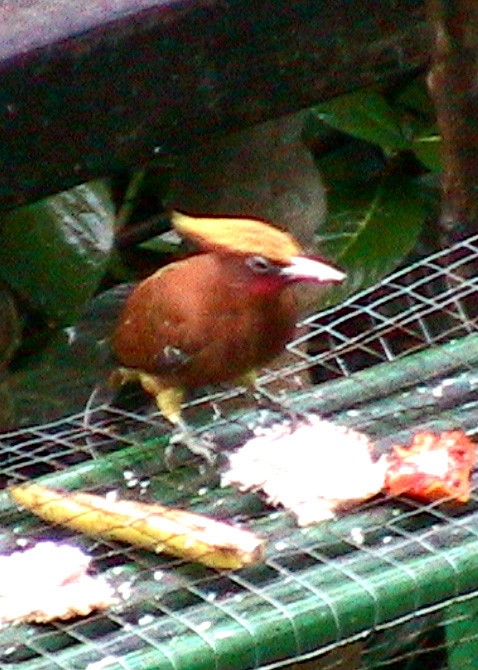 Chestnut Woodpecker - ML645914325