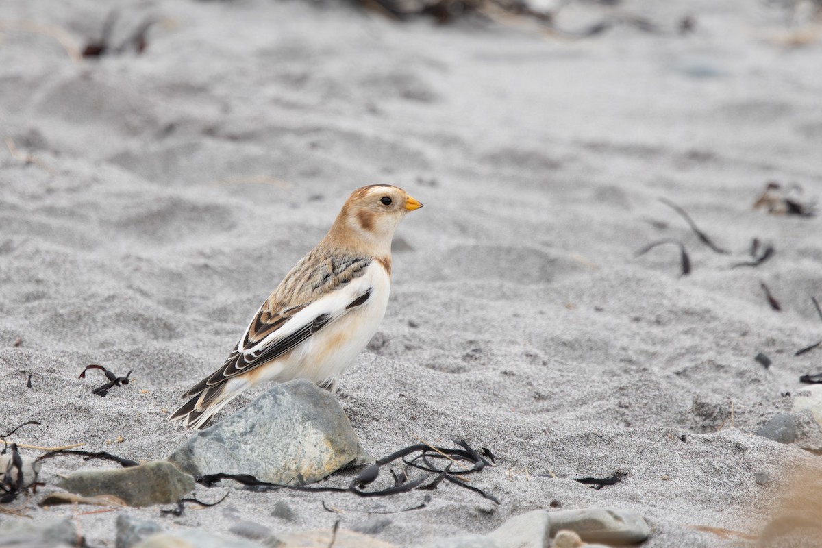 Zigolo delle nevi - ML645914331