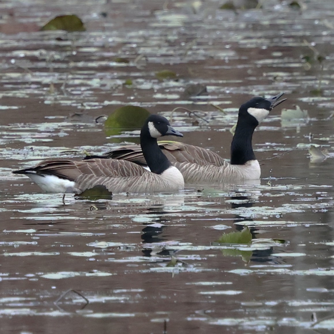 ברנטה קנדית - ML645914342