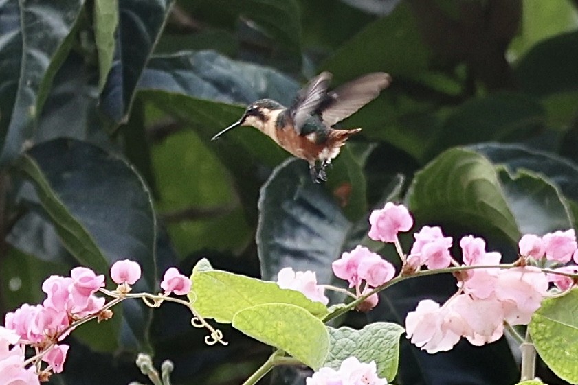 Gorgeted Woodstar - ML645914351