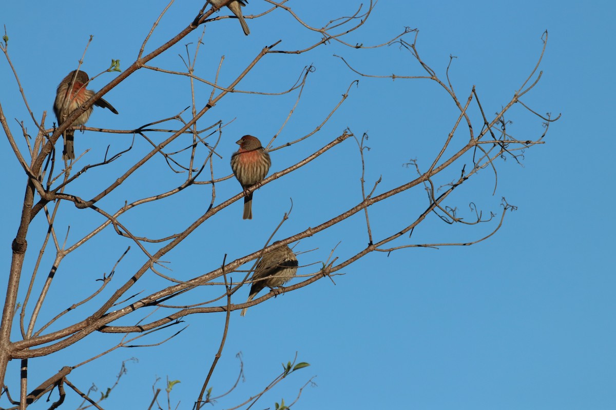 hýl rudoprsý - ML645914356