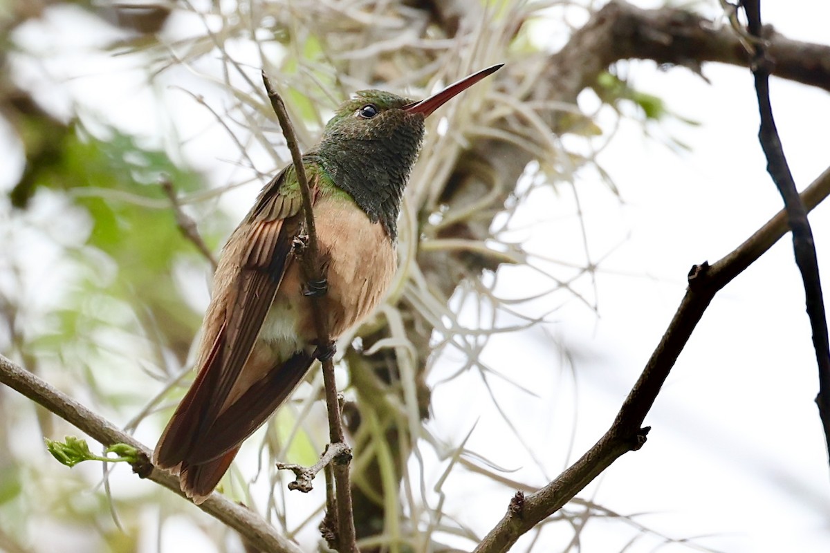 Chestnut-bellied Hummingbird - ML645914358